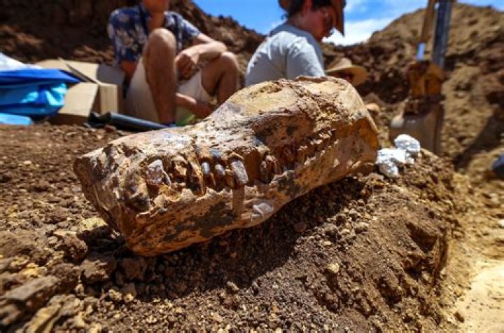 Unveiling The Impact Of Carter Belfort's Parents: Discoveries And Insights